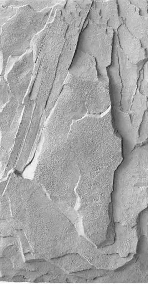 White Gray